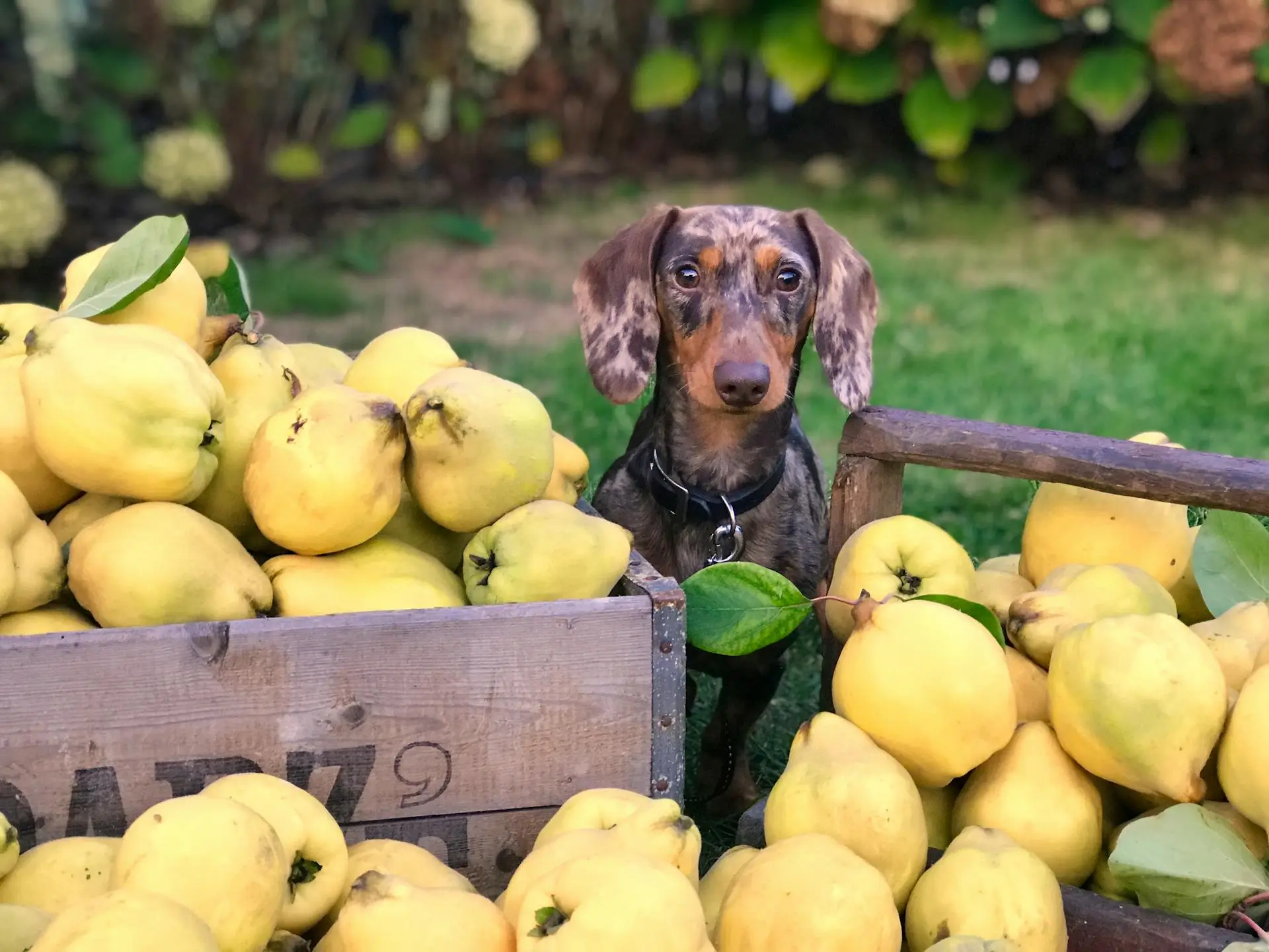 Best Dog Food Names