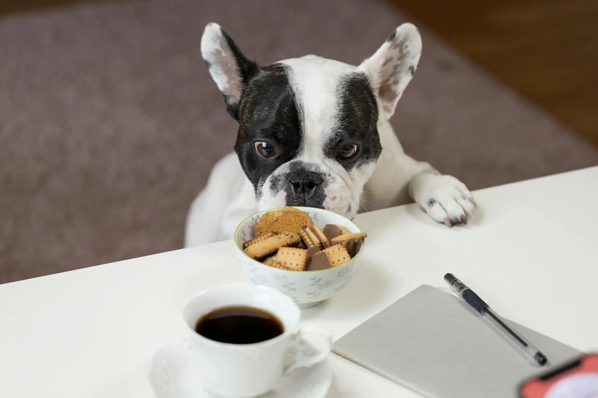 Best Dog Food Names
