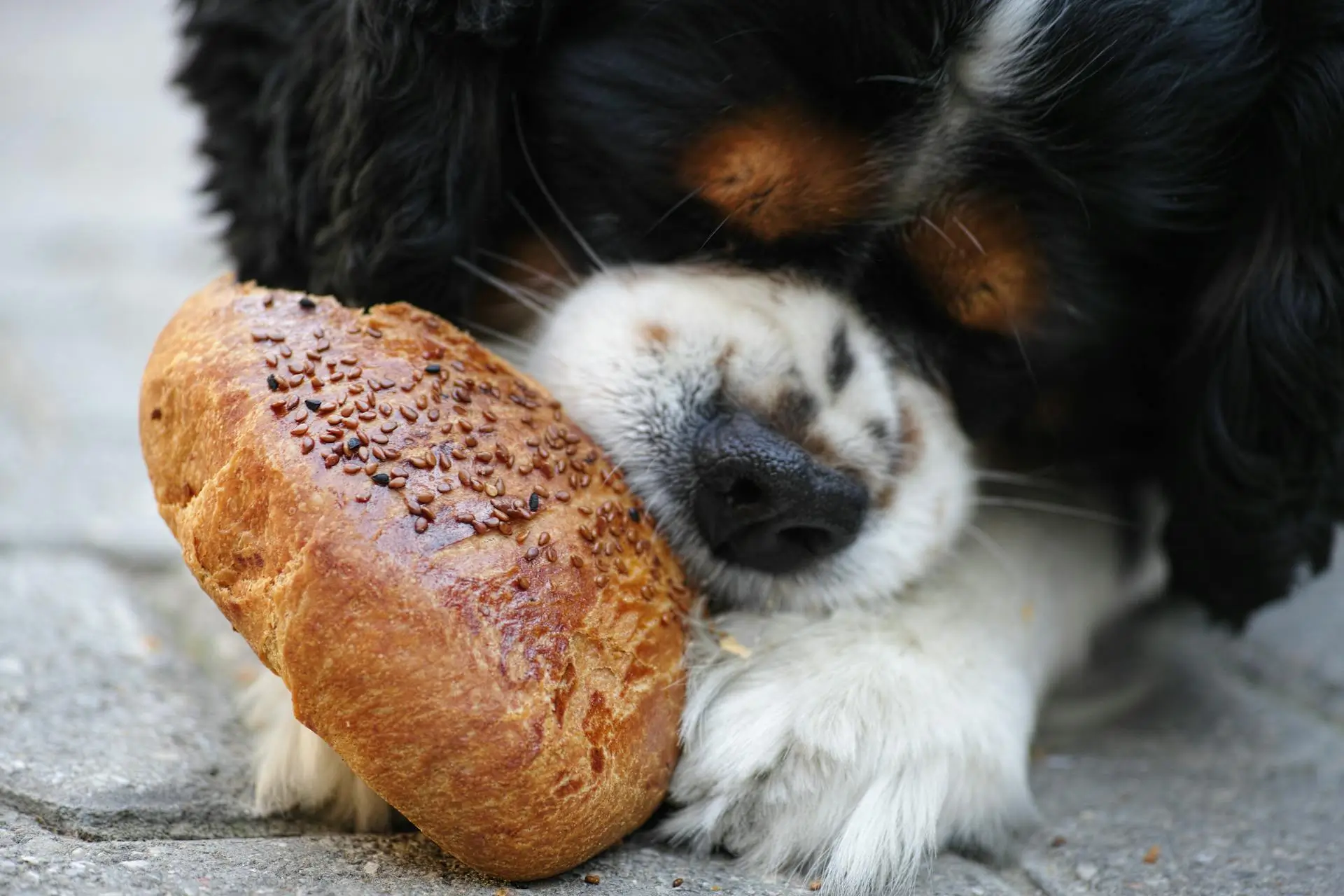 Best Dog Food Names