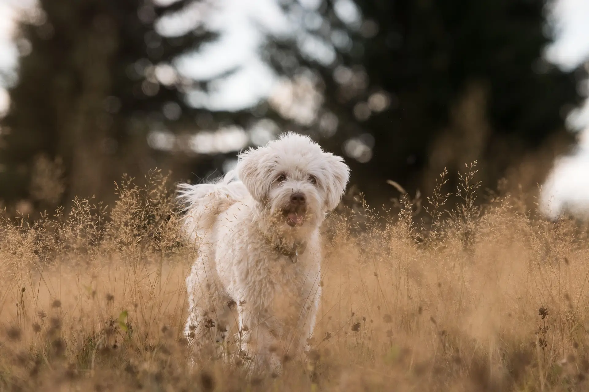 Cute Dog Names
