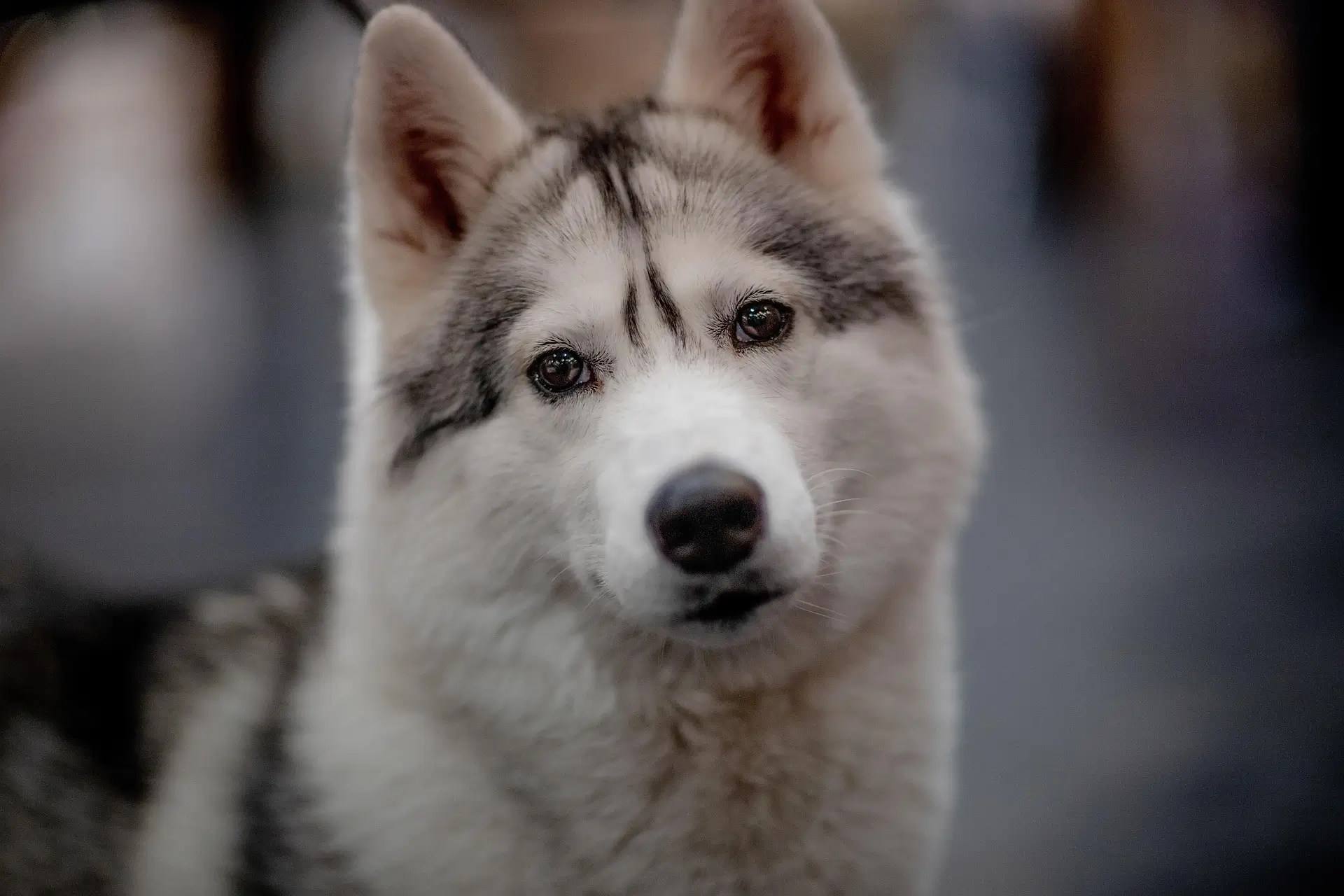Cute Dog Names