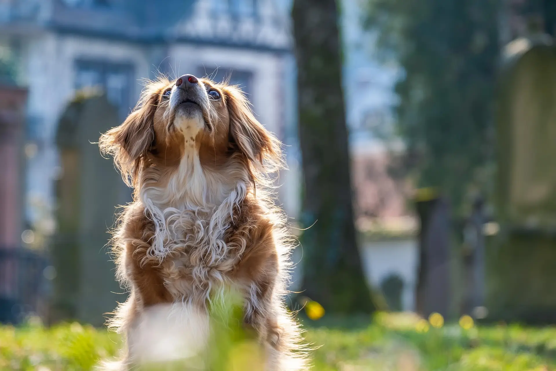Cute Dog Names