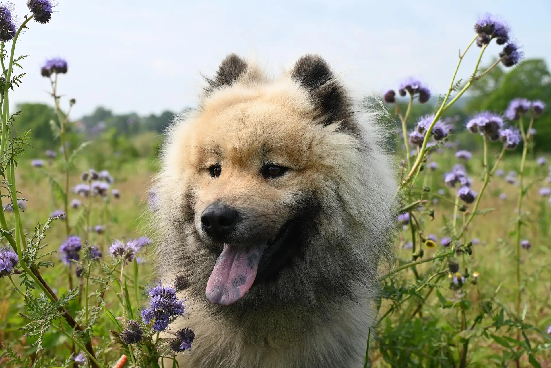 Cute Dog Names