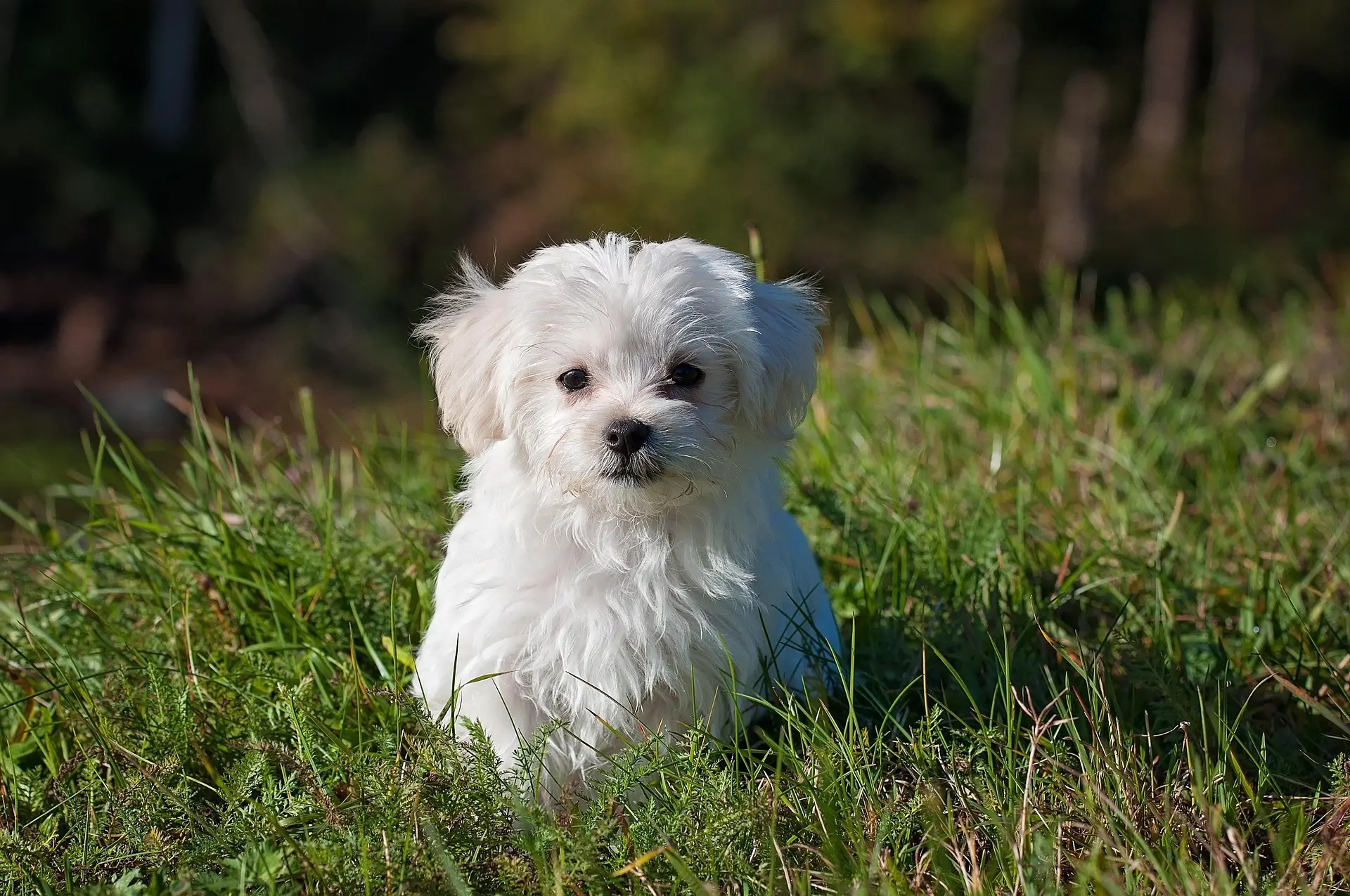 Country Girl Dog Names