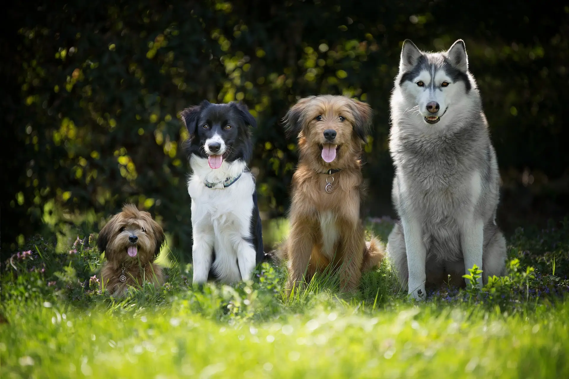Country Dog Names