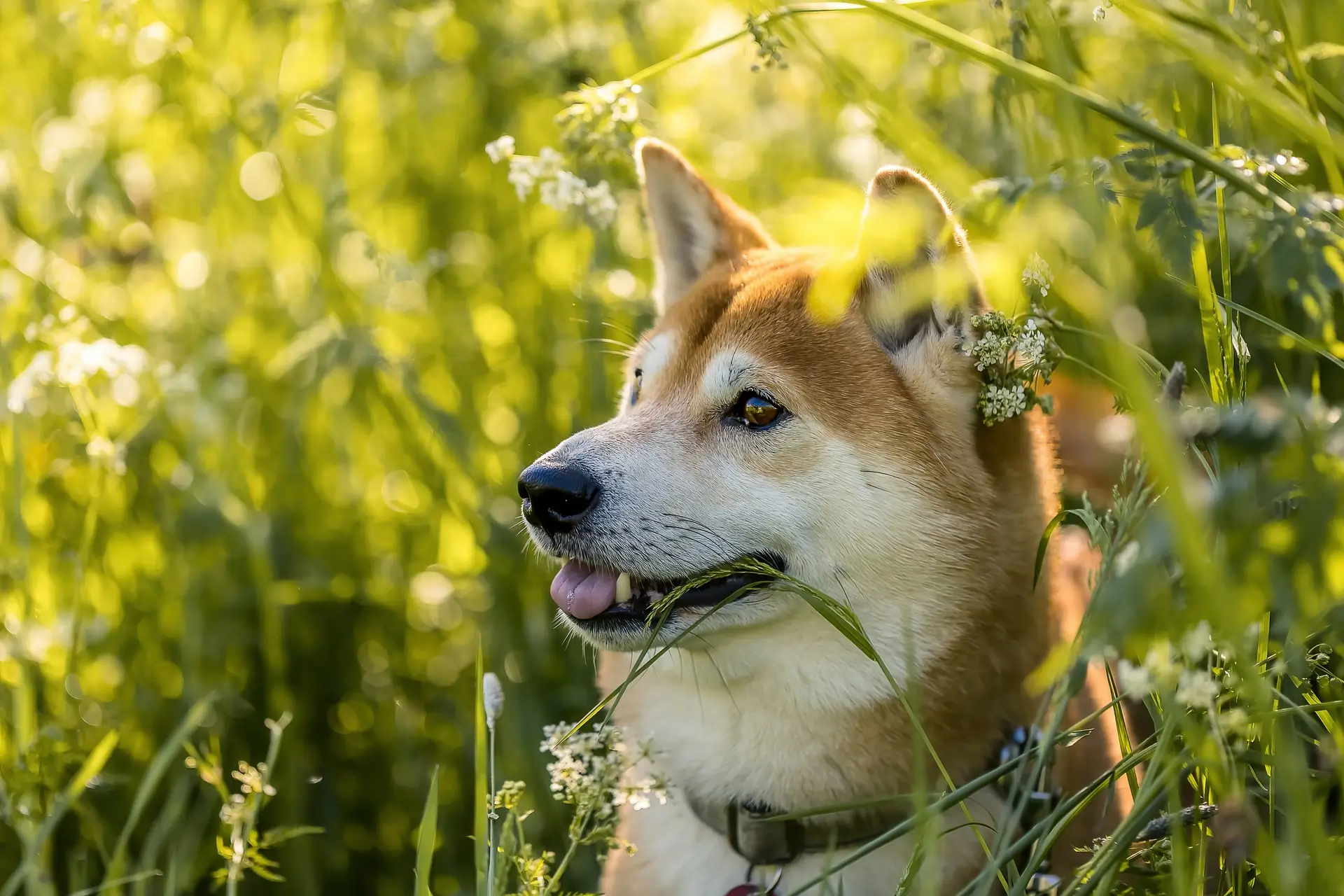 Country Dog Names