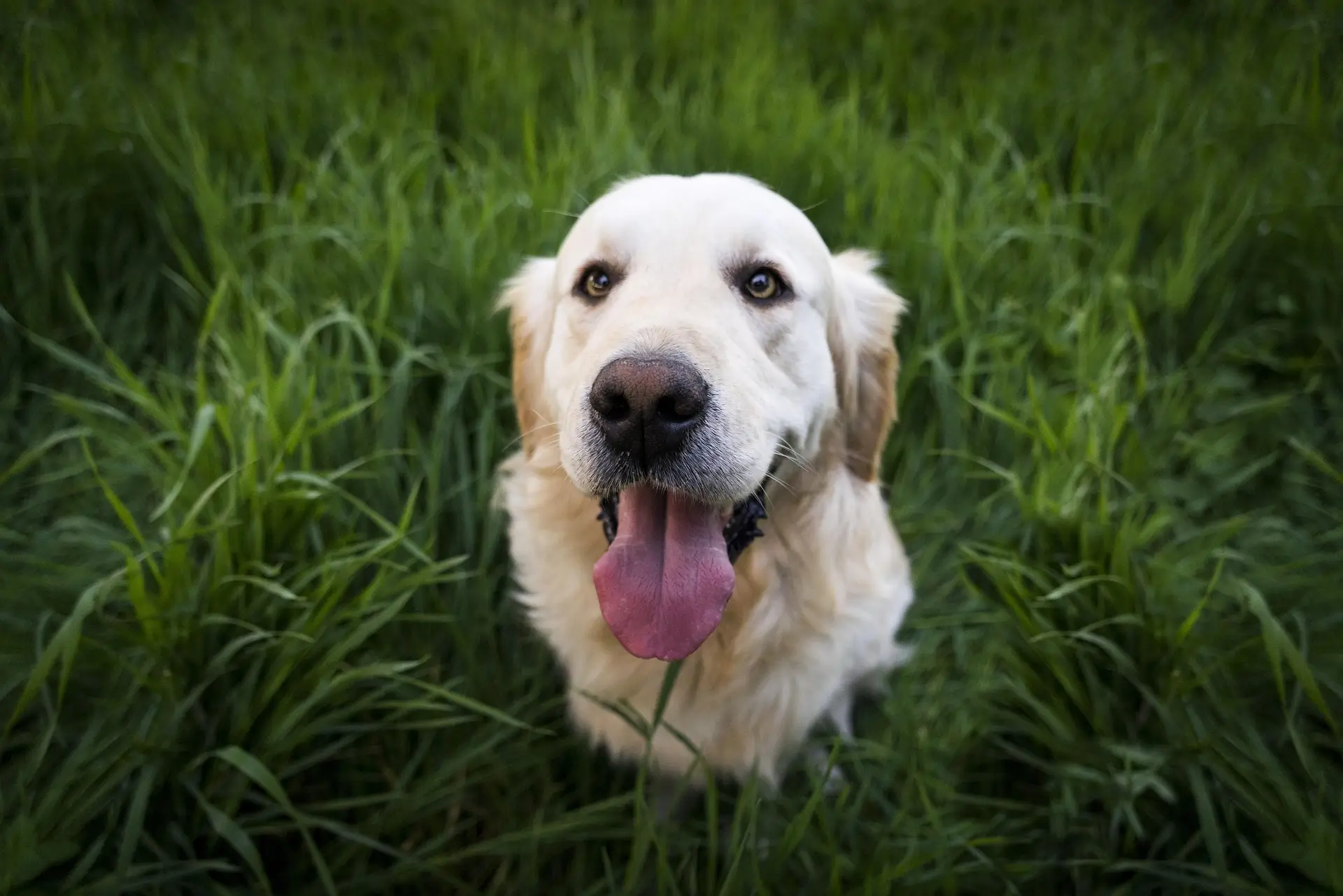 Country Dog Names